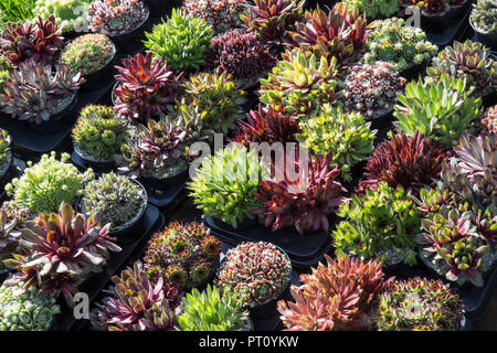 Varie varietà varie succulente succulente piante di Sempervivum pianta di sempervivum in vasi esposti presso il centro Fiori Show Garden nel Regno Unito Foto Stock