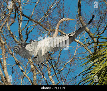 Airone cenerino uccello di atterraggio su una diramazione con cielo blu nel suo ambiente e dintorni. Diffondere le ali. Span ali, Stretching ali. Foto Stock