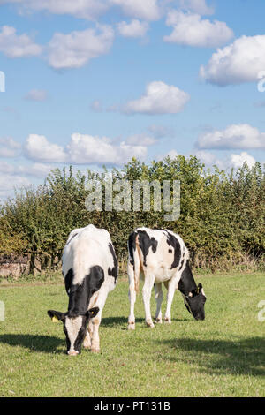 Il frisone bovini, England, Regno Unito Foto Stock
