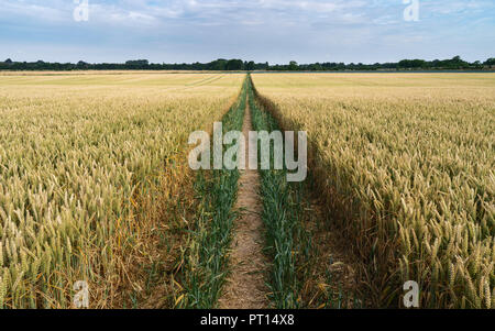 Il sentiero attraverso il campo di grano con i cingoli del trattore durante il periodo di siccità in estate a Beverley, Yorkshire, Regno Unito. Foto Stock