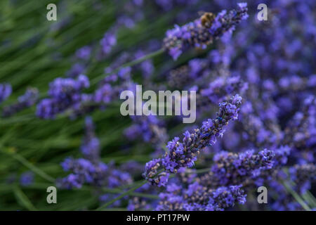 Campi di lavanda in Snowshill in Cotswolds, Worcestershire, Regno Unito Foto Stock