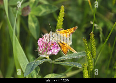 Grande Skipper (Ochlodes sylvanus) femmina sul trifoglio rosso (Trifolium pratense) fiore in prato CHESHIRE REGNO UNITO Giugno 1779 Foto Stock