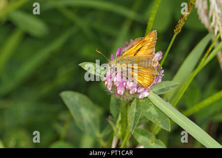 Grande Skipper (Ochlodes sylvanus) maschio su trifoglio rosso (Trifolium pratense) fiore in prato CHESHIRE REGNO UNITO Luglio 3304 Foto Stock