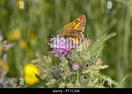 Grande Skipper (Ochlodes sylvanus) maschio alimentazione su Thistle fiore nel prato CHESHIRE REGNO UNITO giugno 51544 Foto Stock
