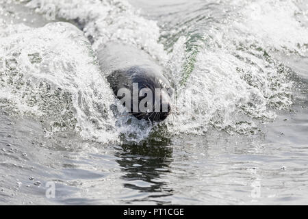 La Namibia, Walvis Bay, ritratto di nuoto cape pelliccia sigillo Foto Stock