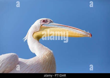 La Namibia, Walvis Bay, ritratto del pellicano bianco contro il cielo blu Foto Stock