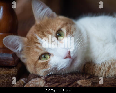 Ritratto di un adulto di colore rosso gatti Foto Stock