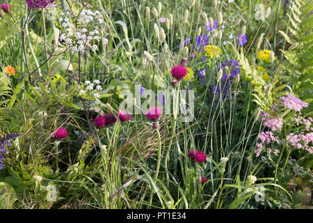 Prato stile piantagione di Cirsium rivulare 'Atropurpureum', Myrrhis odorata, Euphorbia, Orlaya grandiflora, Pimpinella grandi 'Rosea', erbe, felci, U Foto Stock