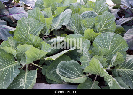 Giovani organico cavolo bianco piante che crescono in estate Foto Stock