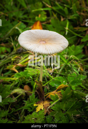 Parasola plicatilis è un piccolo fungo saprotrophic con un cappuccio plicate pieghettato cappuccio inchiostro fungo Foto Stock