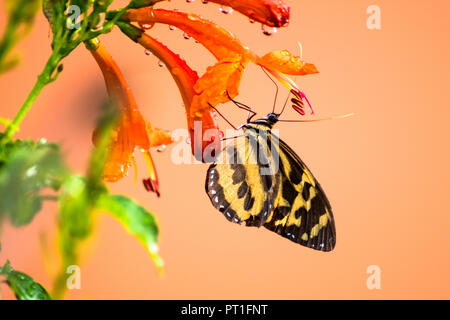 Una farfalla tropicale Milkeed su un fiore di Honeysuckle con gocce d'acqua isolate su sfondo arancione. Foto Stock