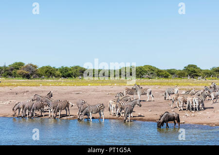 Africa, Namibia, Etosha National Park, la burchell zebre, Equus quagga burchelli, blu GNU, a Chudop waterhole Foto Stock