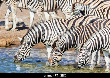 Africa, Namibia, Etosha National Park, la burchell zebre, Equus quagga burchelli, acqua potabile a Chudop waterhole Foto Stock