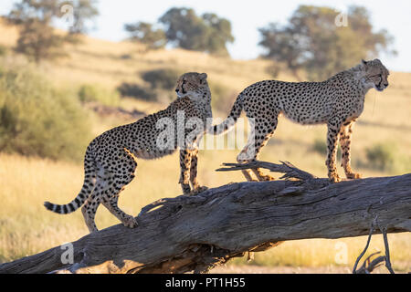 Il Botswana, Kgalagadi Parco transfrontaliero, ghepardi, Acinonyx jubatus Foto Stock