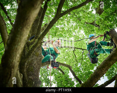 Frese ad albero appeso su funi nella struttura ad albero Foto Stock