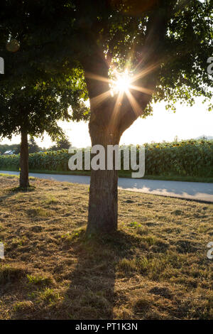 Albero a road, girasole campo contro il sole di sera Foto Stock