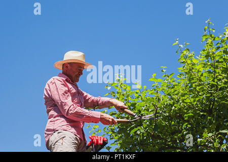 Giardiniere potatura ramoscelli di melo con tagliasiepi Foto Stock