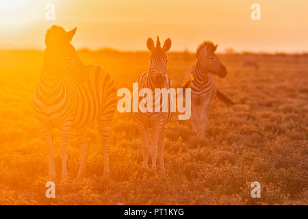Africa, Namibia, Etosha National Park, la burchell zebre, Equus quagga burchelli, al tramonto Foto Stock