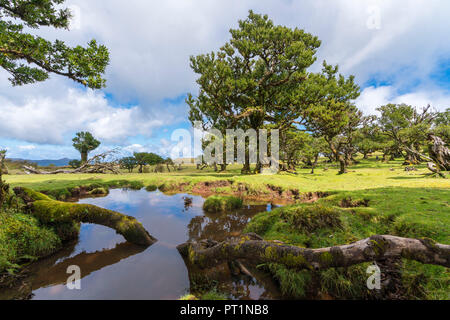 Gli alberi di alloro e la piscina nel sito UNESCO di Laurisilva, Fanal, Porto Moniz comune, regione di Madera, Portogallo, Foto Stock