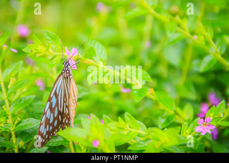 Il buio vetroso tigre blu farfalla è appollaiato sul messicano viola heather fiori. Messa a fuoco selettiva Foto Stock