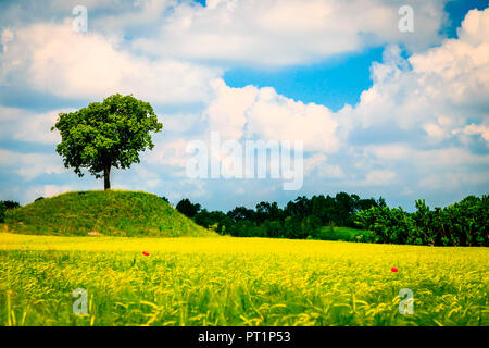 Un albero solitario in un campo di mais in campagna del Friuli Venezia Giulia, provincia di Udine, Italia, Foto Stock