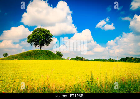 Un albero solitario in un campo di mais in campagna del Friuli Venezia Giulia, provincia di Udine, Italia, Foto Stock