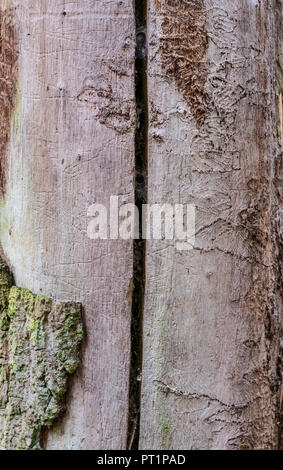 Foreste, parchi e concetto di texture-vecchio albero senza corteccia, distrutta da woodworms. Foto Stock