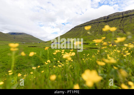 Fiori selvaggi sulle verdi colline di Kollafjorour, Torshavn comune, Streymoy Isola, Isole Faerøer, Danimarca Foto Stock