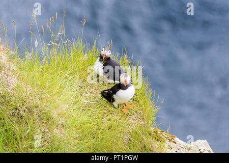 Atlantic puffin su erba, Kalsoy isola, isole Faerøer, Danimarca Foto Stock