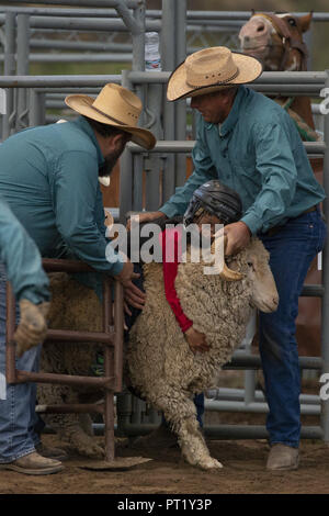 Colorado, Stati Uniti d'America. Il 22 agosto, 2018. I cowboys assistere i ragazzi che si preparano a partecipare a Montone bustin' a Snowmass Rodeo il 22 agosto 2018 a Snowmass, Colorado. Credito: Alex Edelman/ZUMA filo/Alamy Live News Foto Stock