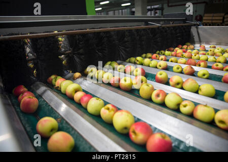 Le mele vengono smistati Foto Stock