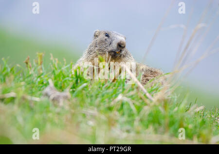 La marmotta in primavera, Valle dell'Orco, il Parco Nazionale del Gran Paradiso, Piemonte, Graian alpi, Provincia di Torino, Alpi Italiane, Italia Foto Stock