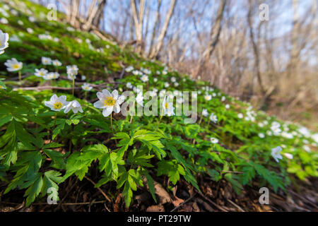 Legno anemone, Valchiusella, Canavese, Provincia di Torino, Piemonte, Alpi Italiane, Italia Foto Stock