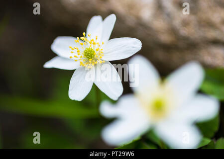 Anemone nemorosa ,, Valchiusella, Canavese, Provincia di Torino, Piemonte, Graian alpi, Alpi Italiane, Italia Foto Stock