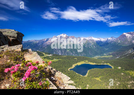 Lago Palù e il Monte Disgrazia guarda da sopra con la fioritura dei rododendri in primo piano, il Monte Roggione, Valmalenco, Valtellina, Lombardia, Italia, Europa Foto Stock