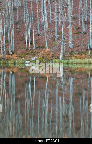 Gli alberi si riflette nel lago Pranda, provincia di Reggio Emilia, Emilia Romagna distretto, Italia, Europa Foto Stock