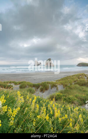 Fiori di colore giallo e moody sky con arcata di isole in background, Wharariki beach, Puponga, Tasman district, South Island, in Nuova Zelanda, Foto Stock