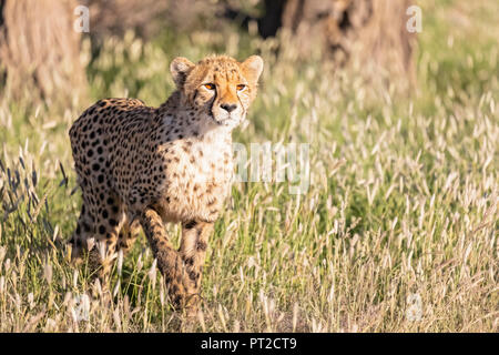 Il Botswana, Kgalagadi Parco transfrontaliero, ghepardo, Acinonyx jubatus Foto Stock