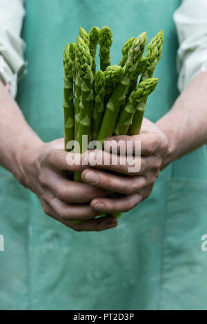 Uomo con fascio di organico asparago verde in mani Foto Stock