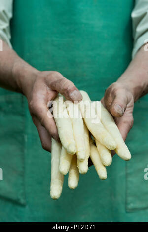 Uomo con fascio di organico asparago verde in mani Foto Stock