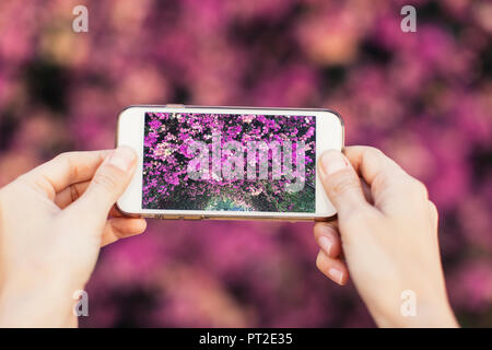 Donna con le mani in mano tenendo il telefono cellulare foto di fiori di colore rosa Foto Stock