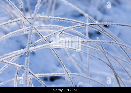 Fili di erba ricoperta di brina, Foto Stock