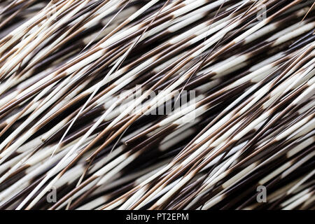 Quills di un indiano istrice, Hystrix indica, Indian istrice, close-up, abstract Foto Stock