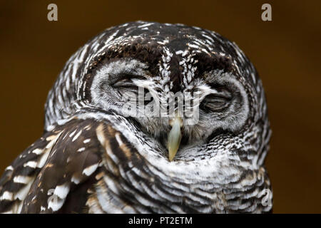 Chaco allocco (Strix chacoensis), habitat Sud America, captive, Germania Foto Stock
