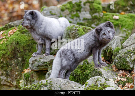 Volpe Artica, volpe polare, (Alopex lagopus) Foto Stock