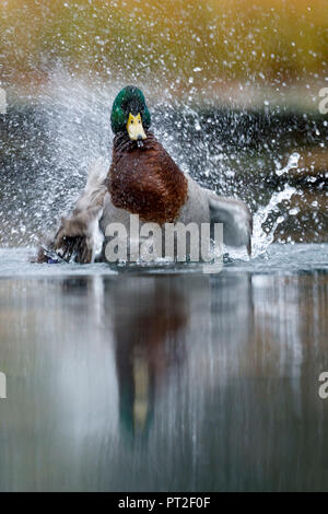 Il germano reale (Anas platyrhychos), Germania, la fauna selvatica Foto Stock