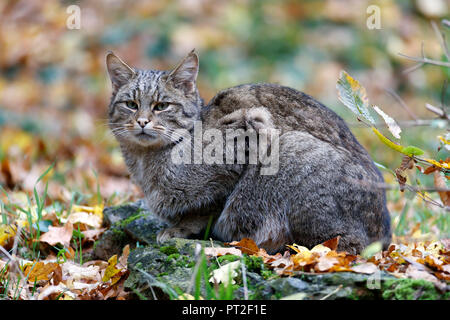 Gatto selvatico (Felis silvestris), captive, Germania Foto Stock