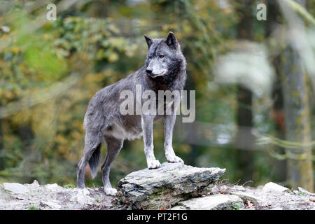 Lupo orientale, Lupo, Algonquin lupo (Canis lupus lycaon), captive Foto Stock