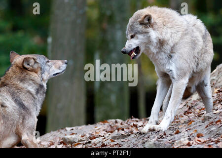 Lupo orientale, Lupo, Algonquin lupo (Canis lupus lycaon), captive Foto Stock