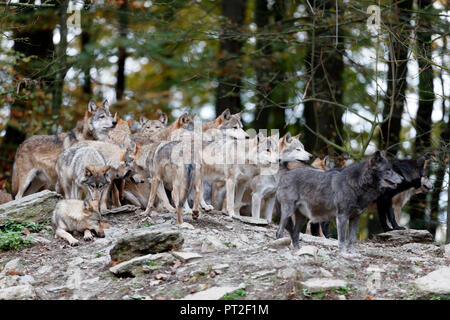 Lupo orientale, Lupo, Algonquin lupo (Canis lupus lycaon), captive Foto Stock